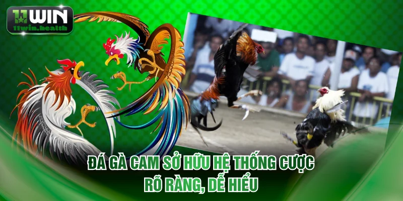 Đá gà Cam sở hữu hệ thống cược rõ ràng, dễ hiểu