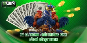 đá gà Thomo