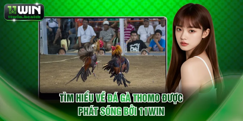 Tìm hiểu về đá gà Thomo được phát sóng bởi 11WIN