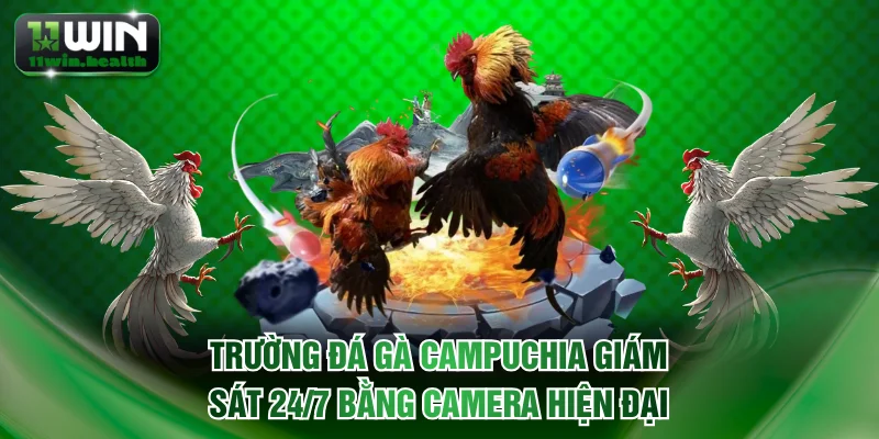 Trường đá gà Campuchia giám sát 24/7 bằng camera hiện đại